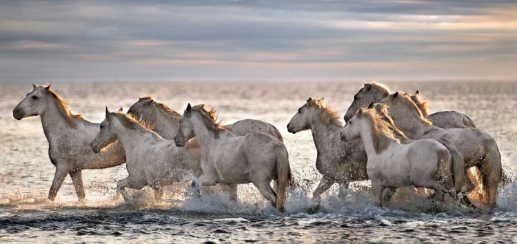 Picture of RUNNING HORSES