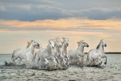 Picture of CAMARGUE HORSES - FRANCE
