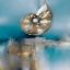 Picture of BLUE SHORES NAUTILUS