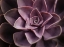 Picture of ECHEVERIA I