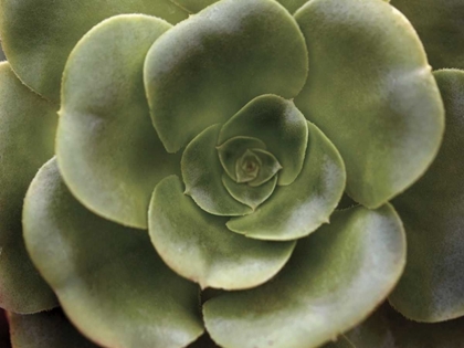 Picture of ECHEVERIA II