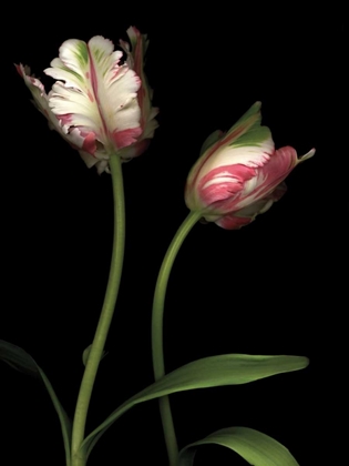 Picture of PARROT TULIPS I