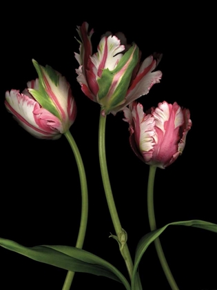 Picture of PARROT TULIPS II