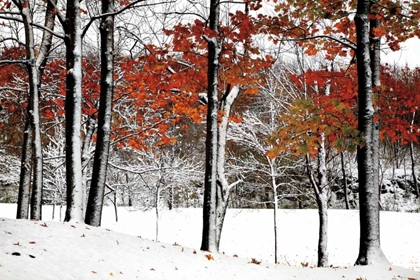 Picture of SNOWFALL