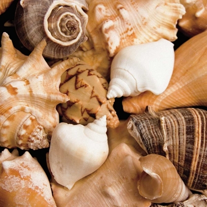 Picture of BEACHSIDE SHELLS