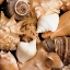 Picture of BEACHSIDE SHELLS
