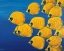 Picture of GENTLY QUIETLY