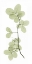 Picture of MYRTLE TREE