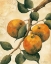 Picture of ITALIAN HARVEST - ORANGES
