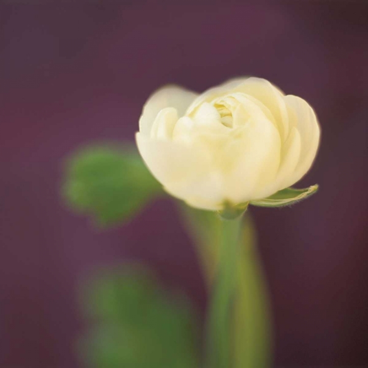 Picture of IVORY ON AUBERGINE