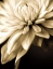 Picture of RADIANCE IV