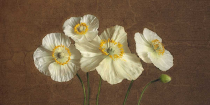 Picture of PRECIOUS POPPIES