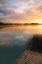Picture of IRISH DAWN