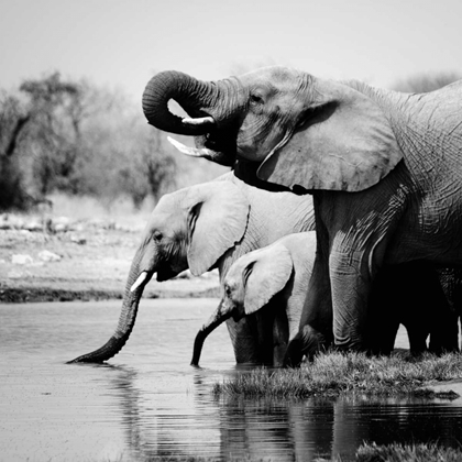 Picture of NAMIBIA ELEPHANTS