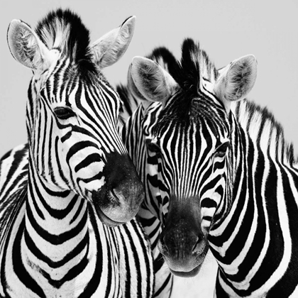 Picture of NAMIBIA ZEBRAS