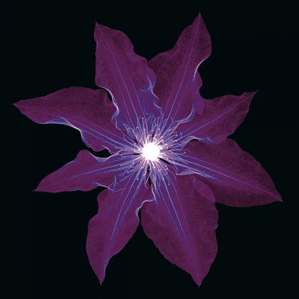 Picture of CLEMATIS