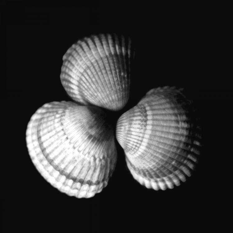 Picture of SHELL COLLECTION I