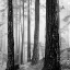 Picture of CAPILANO FOREST