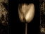 Picture of WHITE TULIPA II