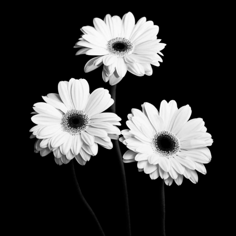 Picture of GERBERA PORTRAIT II