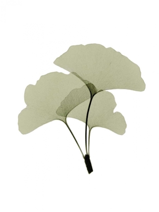 Picture of GINKO I