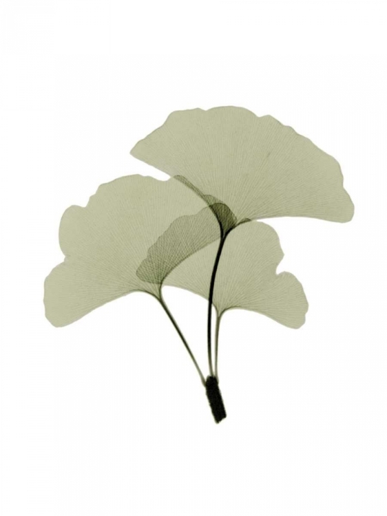 Picture of GINKO I