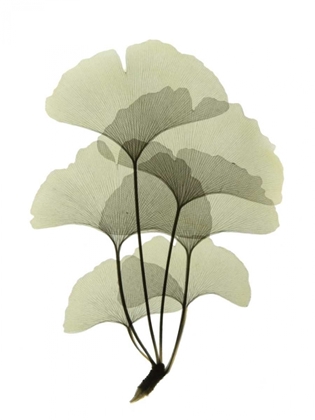Picture of GINKO II