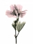 Picture of GERANIUM