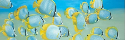 Picture of BUTTERFLY FISHS