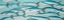 Picture of SMALL FISHS OF CAESIO CAERULAUREA
