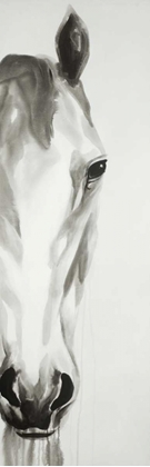 Picture of BLACK AND WHITE HORSE FACE