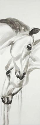 Picture of BLACK AND WHITE HORSES