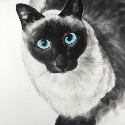 Picture of BLUE EYES SIAMESE CAT