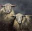 Picture of TWO SHEEPS