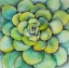 Picture of WATERCOLOR SUCCULENT PLANT