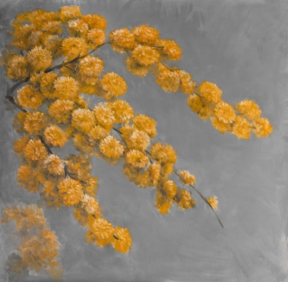 Picture of GOLDEN WATTLE PLANT WITH FLOWERS