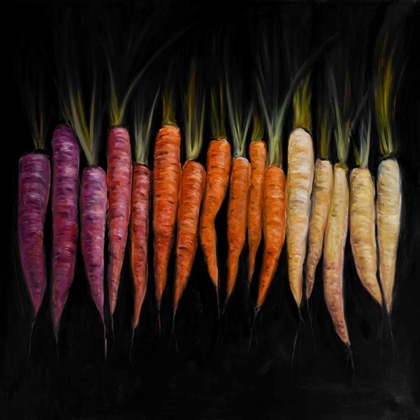 Picture of DIFFERENT COLOURED CARROTS VEGETABLE