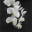 Picture of BEAUTIFUL ORCHIDS