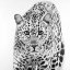 Picture of LEOPARD READY TO ATTACK