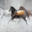 Picture of HERD OF WILD HORSES