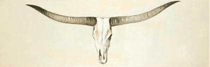 Picture of LONGHORN CATTLE SKULL 