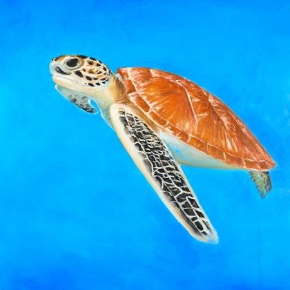 Picture of SEA TURTLE