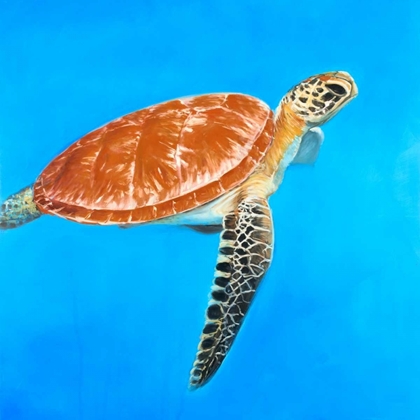 Picture of GREEN AQUATIC TURTLE