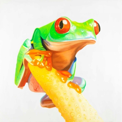 Picture of CURIOUS RED-EYED FROG
