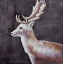 Picture of DEER PROFILE VIEW IN THE DARK