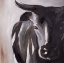 Picture of BULL HEAD CLOSEUP