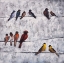 Picture of COLORFUL BIRDS ON BRANCHES