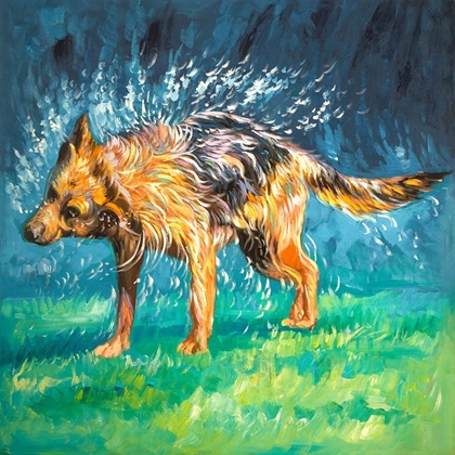 Picture of SPIN-DRY WET GERMAN SHEPHERD