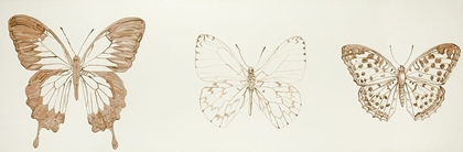 Picture of BUTTERFLIES SKETCH