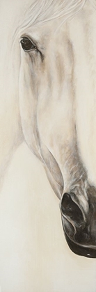 Picture of HALF PORTRAIT OF A PEACEFUL HORSE